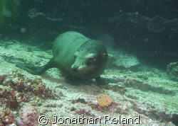 Sealion baby by Jonathan Roland 